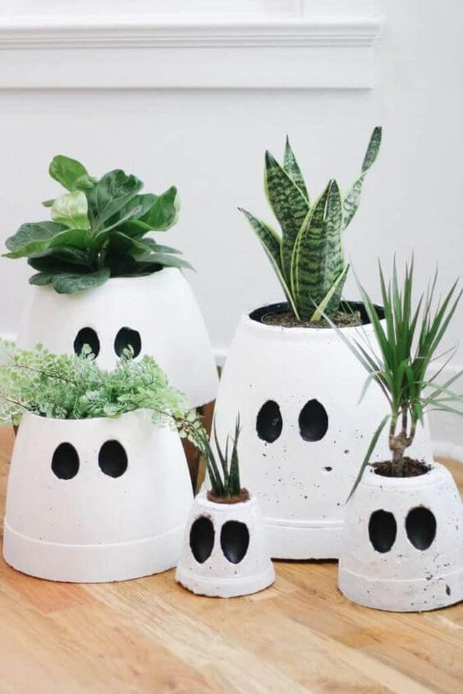Ghost Pot Plants Black Eyes