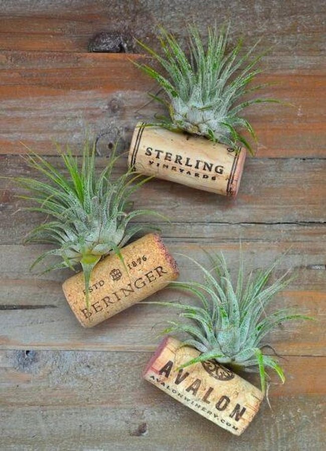 Cork And Air Plants Natural Display
