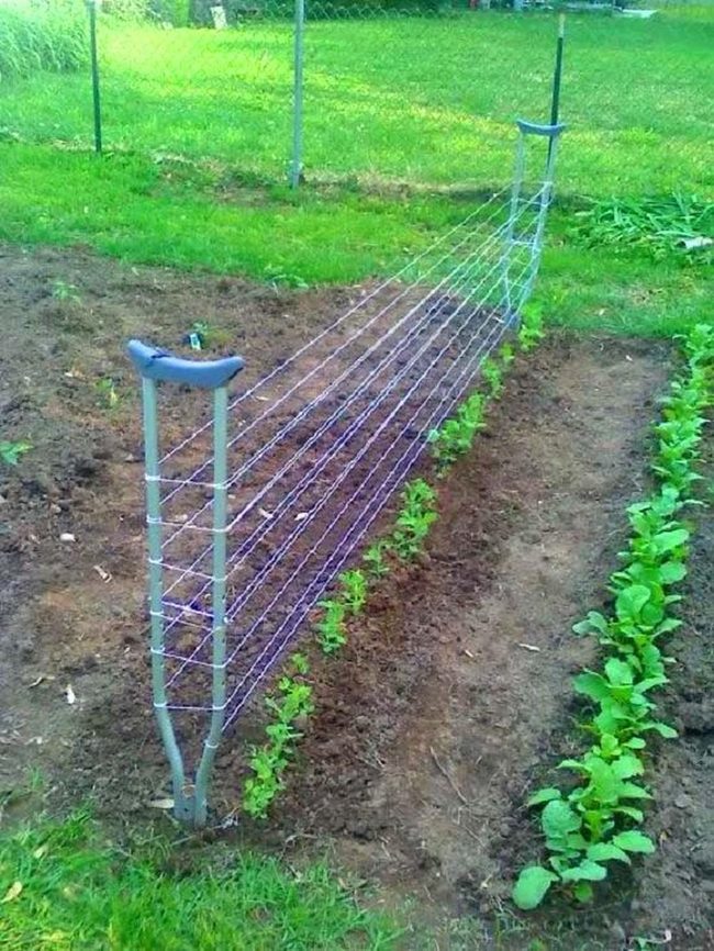 Climbing Vines On Weathered Crutches