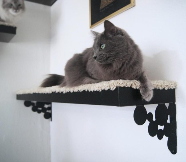Black Shelves Gray Cats Green Eyes