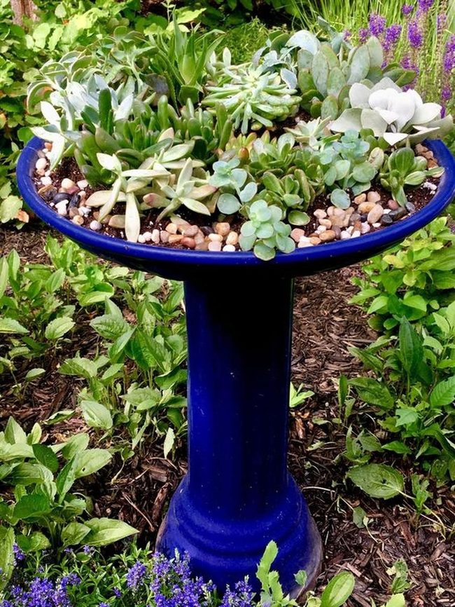 Blue Birdbath Succulent Garden