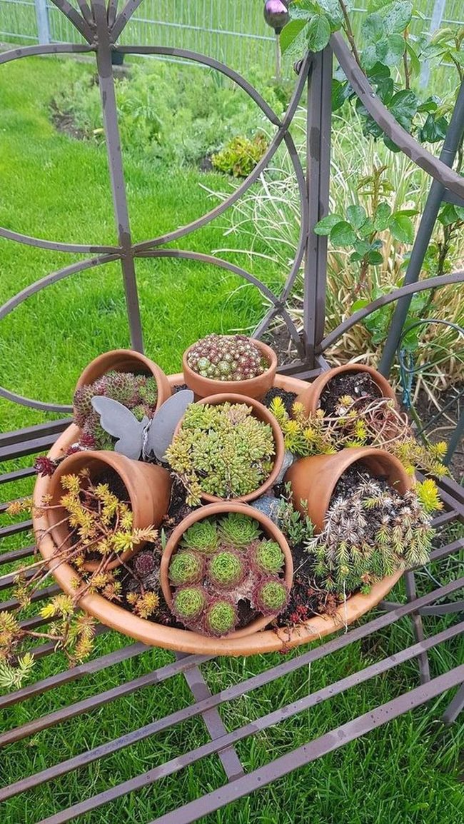 Terracotta Pots, Living Butterflies