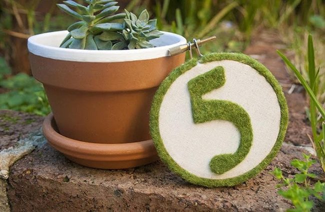 Miniature Succulents Against Stone