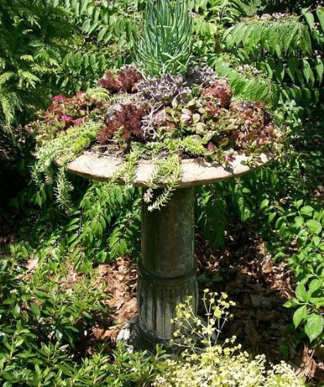 Stone Birdbath Overflowing With Green