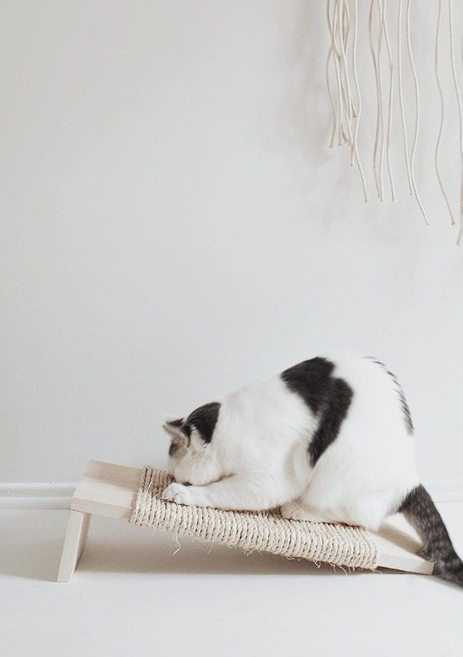 Black Cat On Wooden Ramp