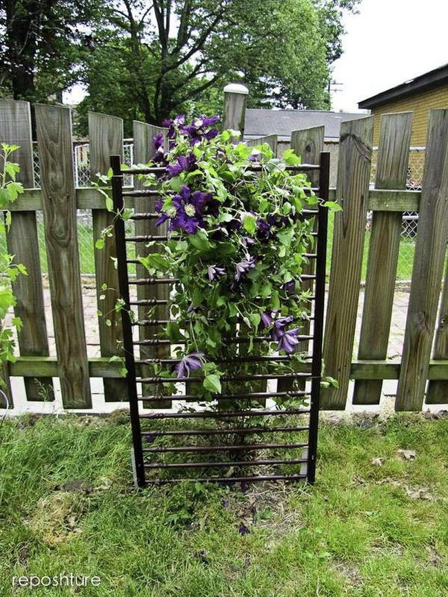 Purple Blooms On Black Trellis