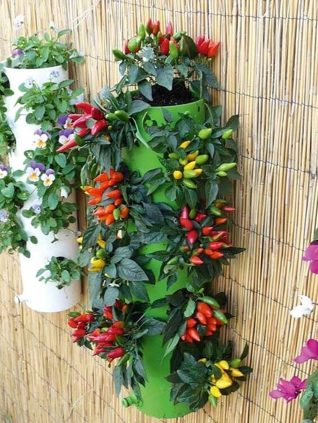 Cascading Red Yellow Green Peppers