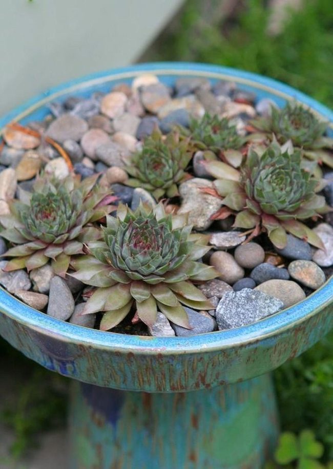 Weathered Blue Containers With Succulent Rosettes