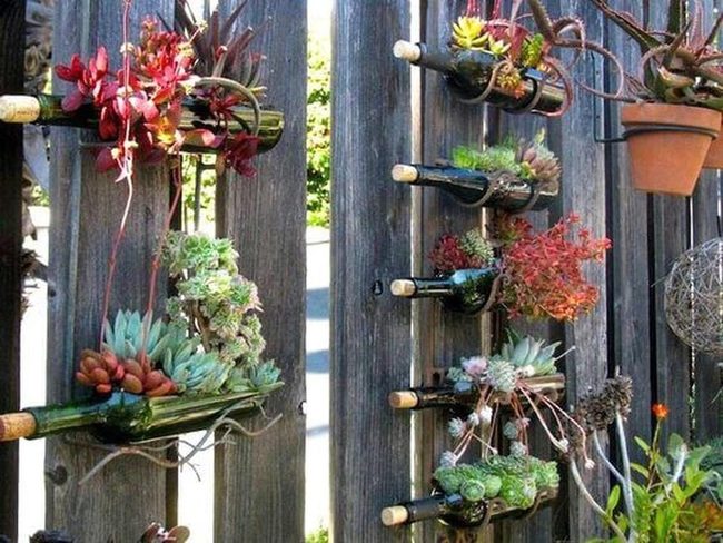 Recycled Bottles Explode With Succulents