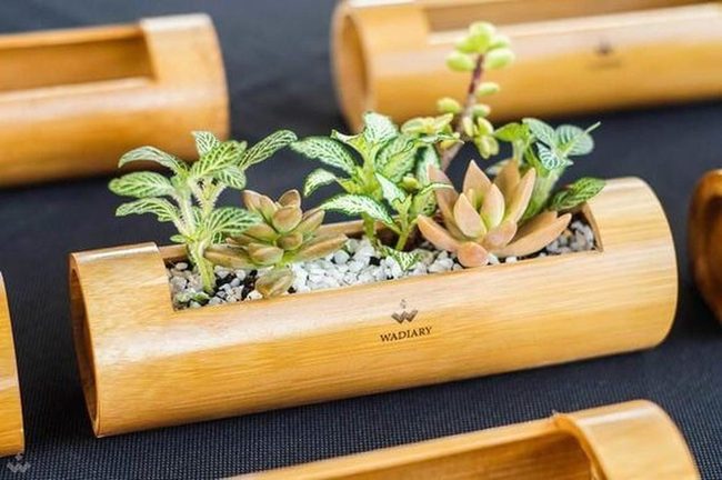 Bamboo Planters With Living Succulents