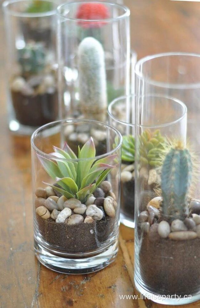 Transparent Succulent Container Gardens