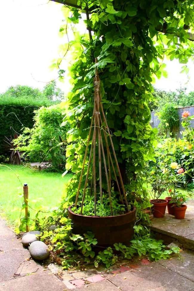 Bamboo Teepee Climbing Vines