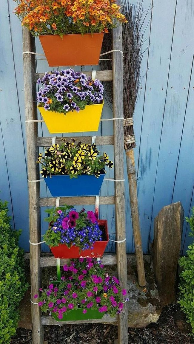 Colorful Flower Boxes On Ladder