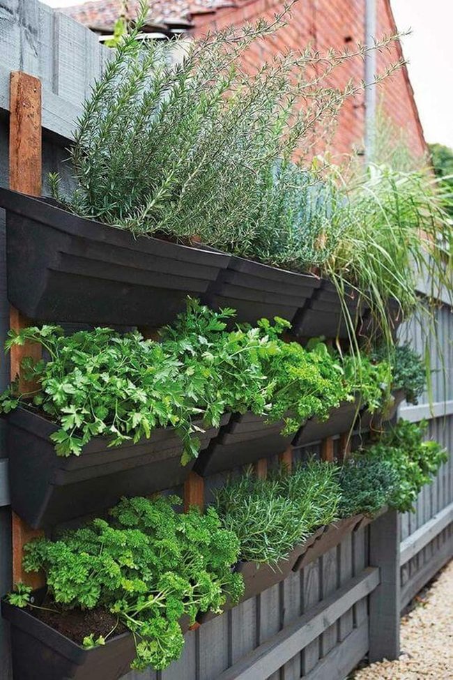 Fresh Herbs Wall Garden