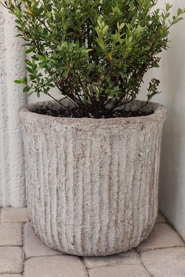 Green Leaves Against Neutral Walls
