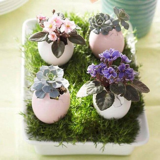 Eggshell Planters With Spring Blooms