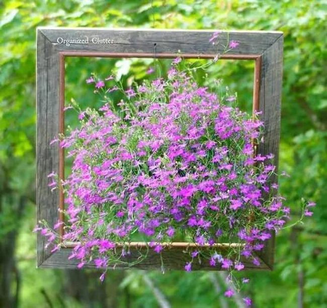 Wooden Frames Bursting With Flowers