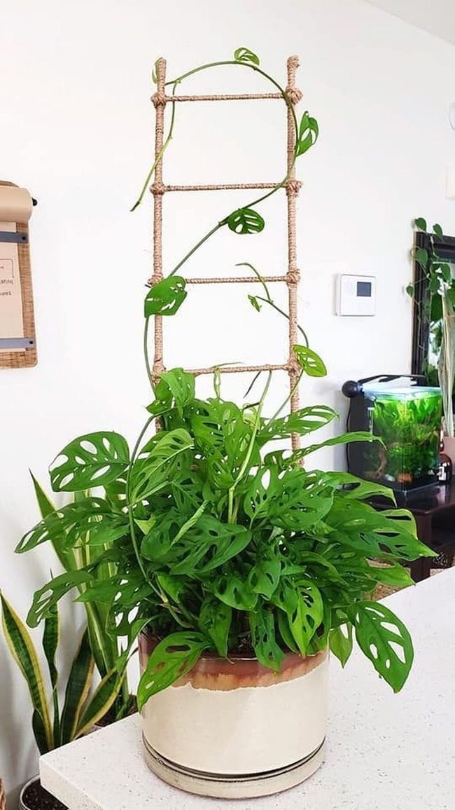 Swiss Cheese Plant On Jute Ladder