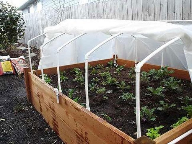 White Pvc Backyard Growing Frame