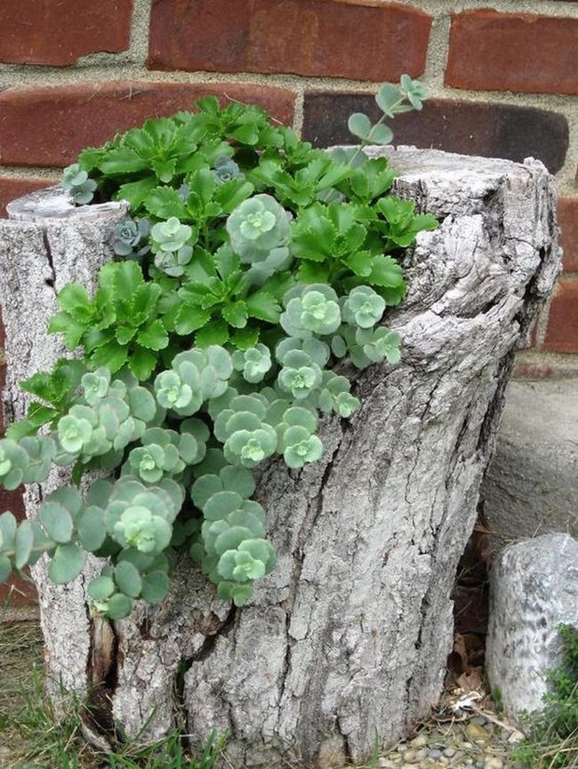 Weathered Stump Blooming With Green