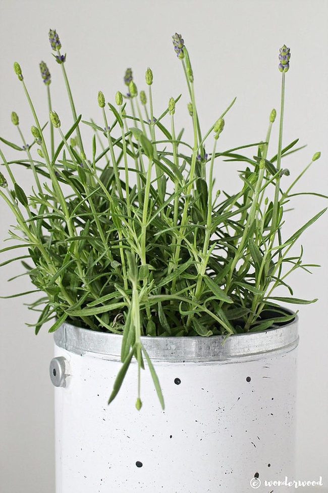 Purple Lavender Spikes Silver Containers