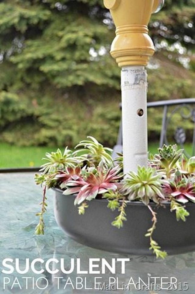 Pink Succulents On Glass Reflection