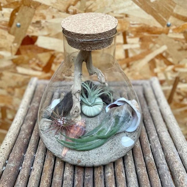 Layered Seashells Glass Terrarium