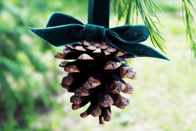 Brown Pine Cone Green Ribbon