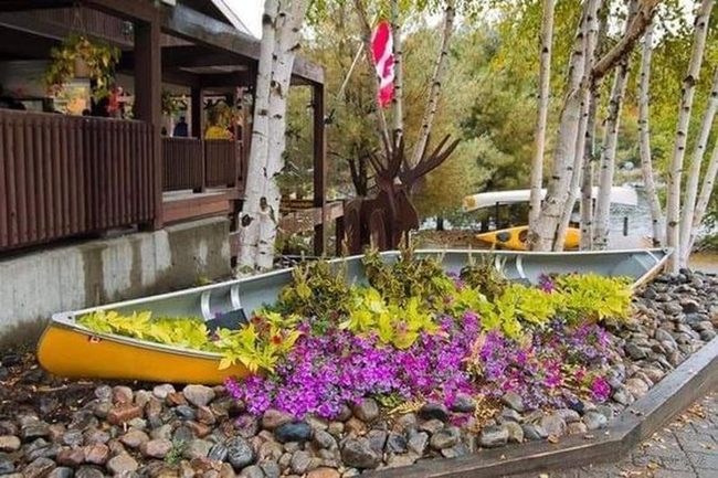 Yellow Blooms, Wooden Boat, Garden Dreams