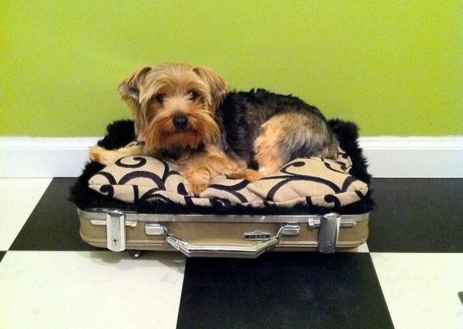 Vintage Leather Suitcase Pet Bed