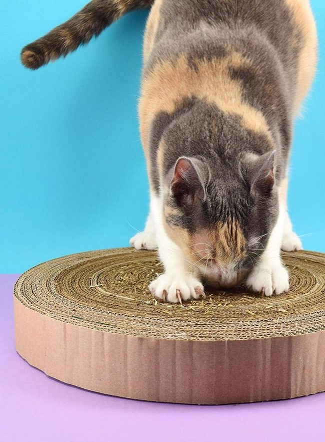Cats Scratching Gray Cardboard