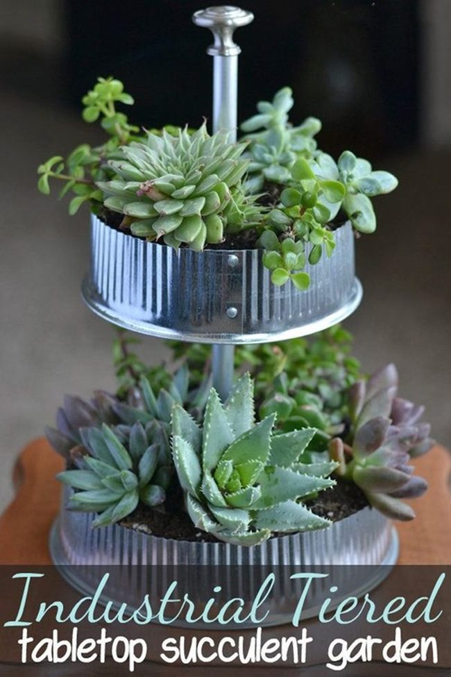 Stacked Succulents Ascending Skyward