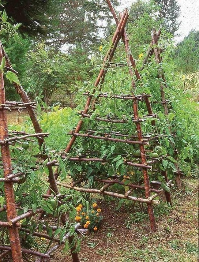 Vertical Green Tomato Walls