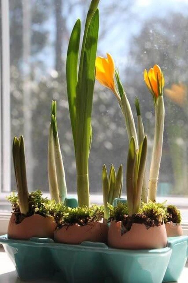 Green Shoots Through Eggshells