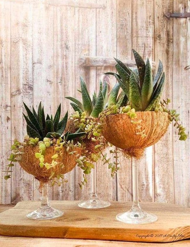 Coconut Shell Succulent Planters
