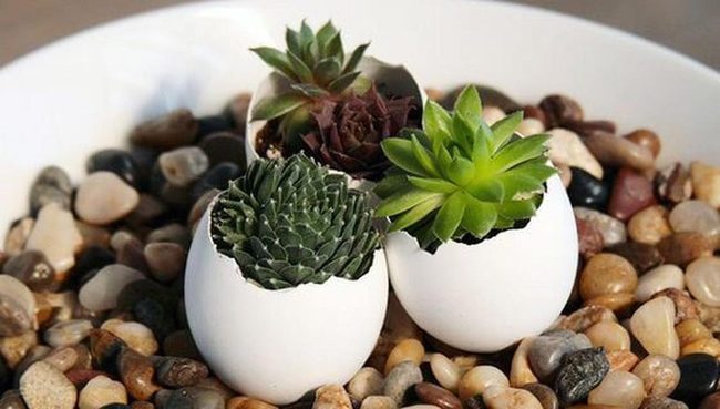Eggshell Succulents On Pebbles