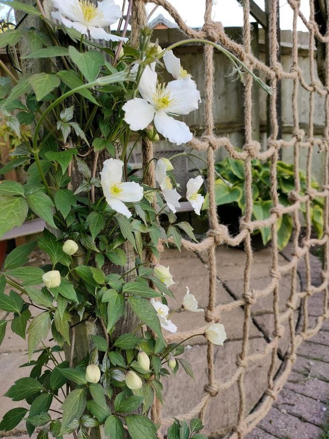 Rope-Wrapped Wooden Trellis White Flowers