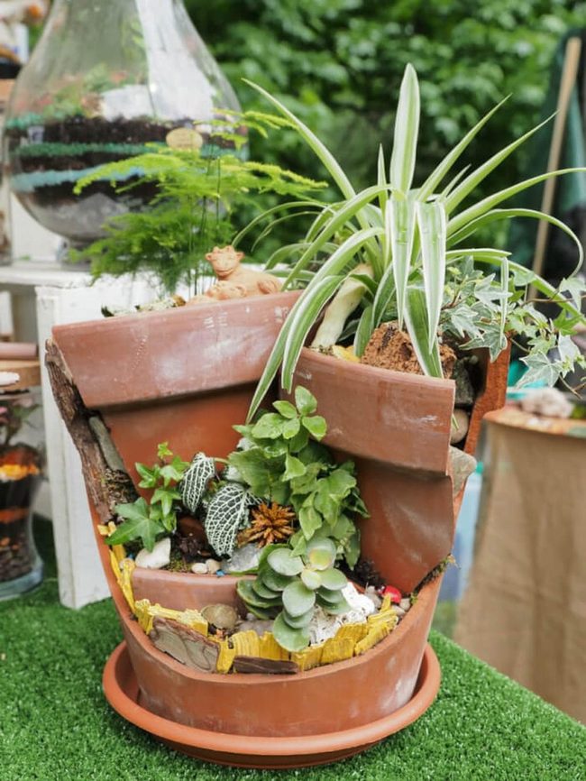 Climbing Succulents Through Broken Clay