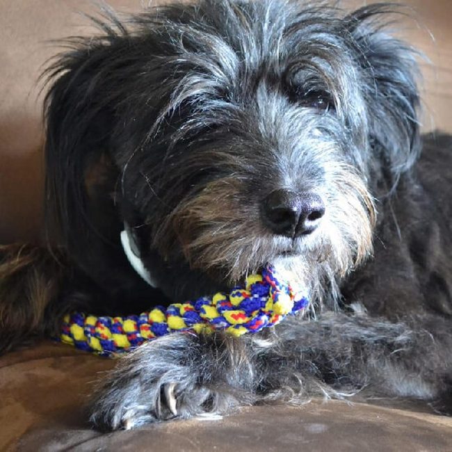 Black Dog, Colorful Toy Moment