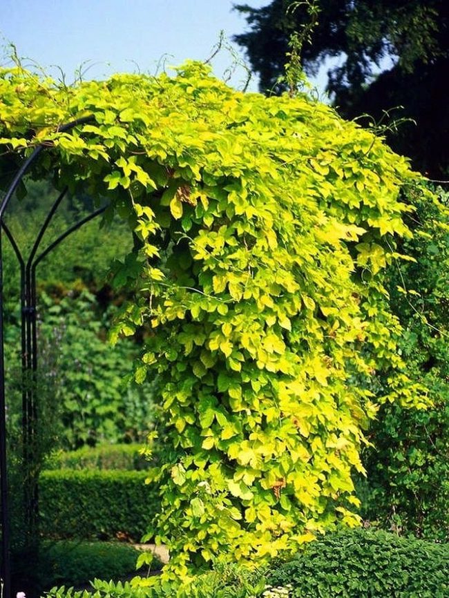 Lush Green Climbing Privacy Walls