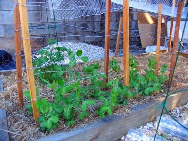 Vertical Garden Structures For Growth
