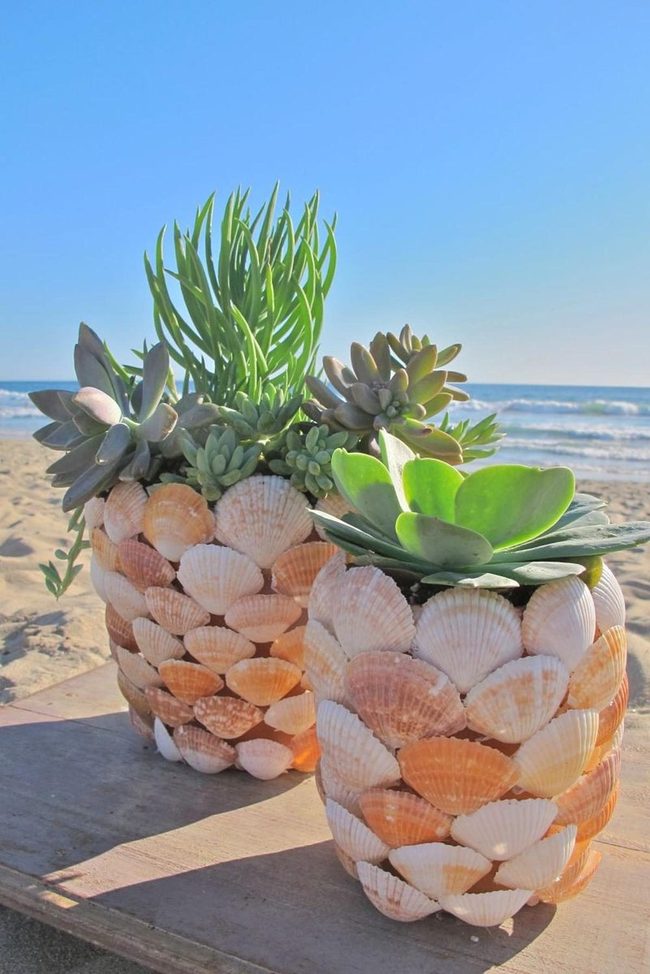 Seashells Holding Living Plants
