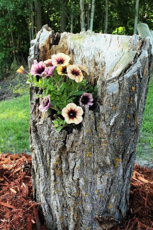 Blooming Wood Stumps Garden