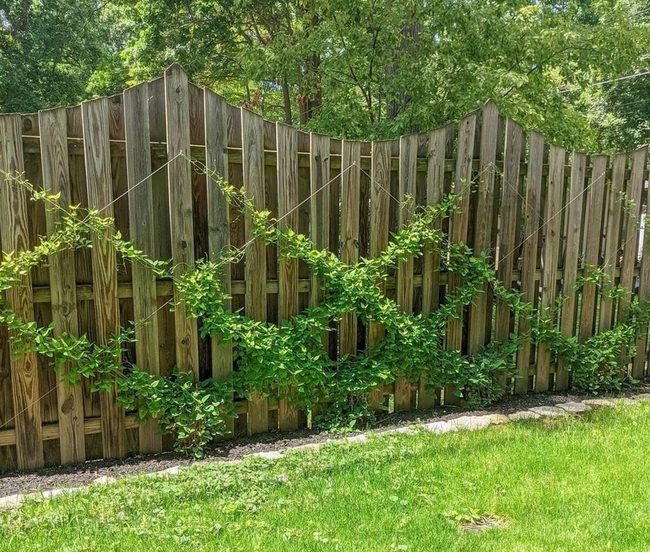 Living Twine Trellis Wall