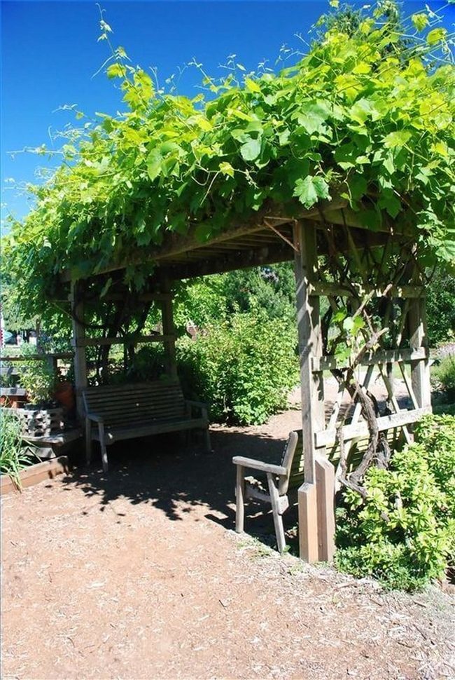 Vine-Wrapped Arbor Sanctuary