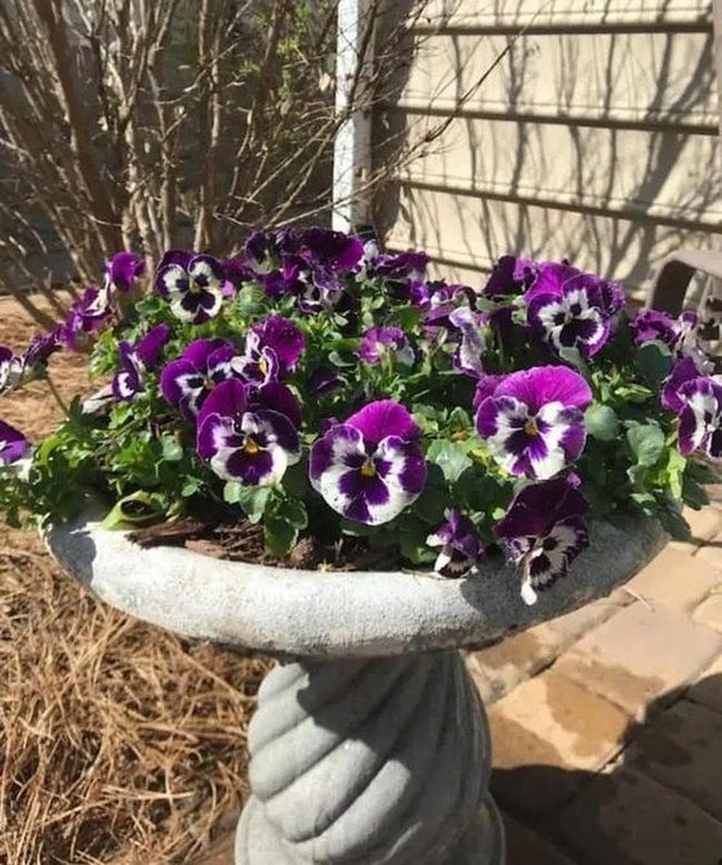 Purple Petals With White-Rimmed Edges