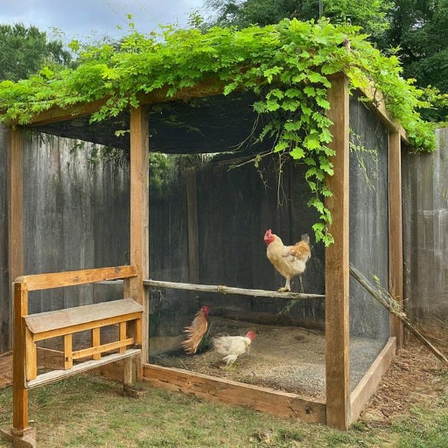 Upcycled Trampoline Frame Chicken Run