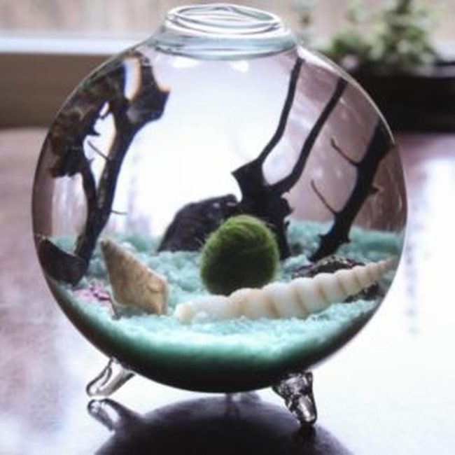 Floating Green Moss Glass Terrarium