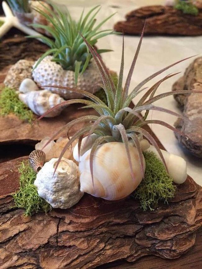 Coastal Air Plants In Shells