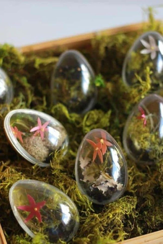 Miniature Moss Worlds In Clear Eggs